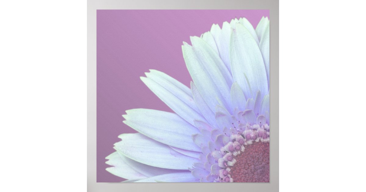 Gerbera Daisy Poster | Zazzle