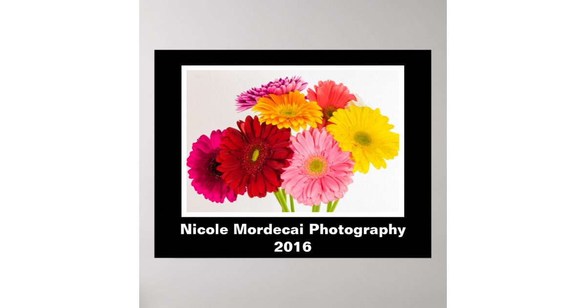 Gerbera Daisy Poster | Zazzle