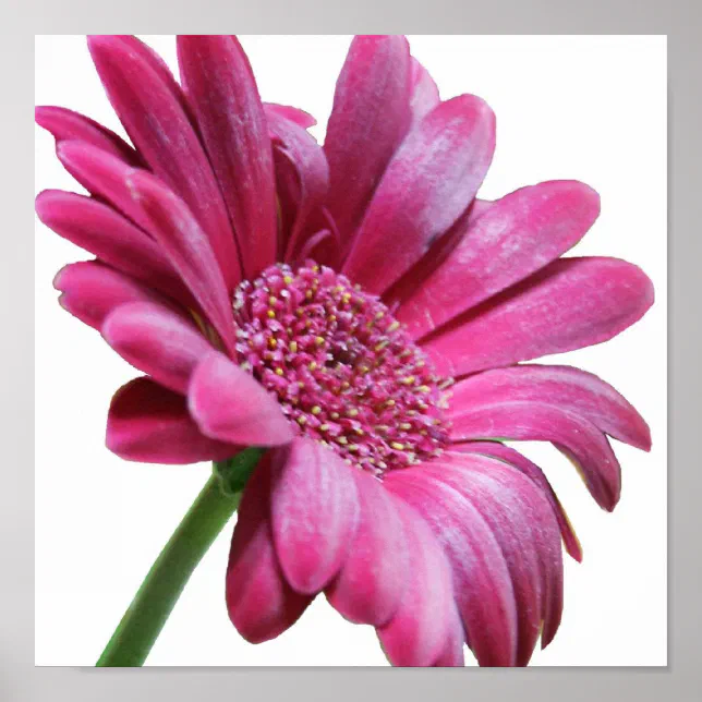 Gerbera Daisy Poster Print | Zazzle