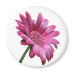 Gerbera Daisy Round Magnet