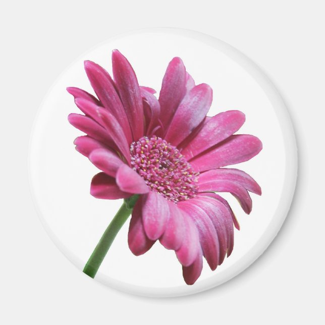 Gerbera Daisy Round Magnet (Front)