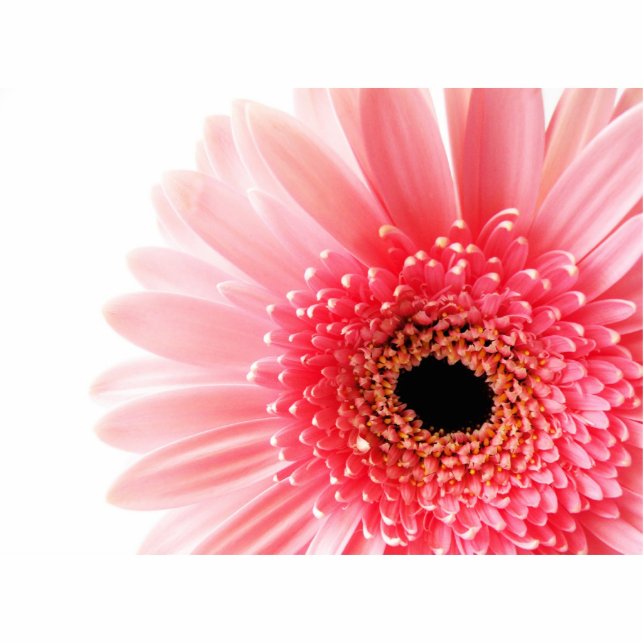 Gerbera Daisy Statuette (Front)