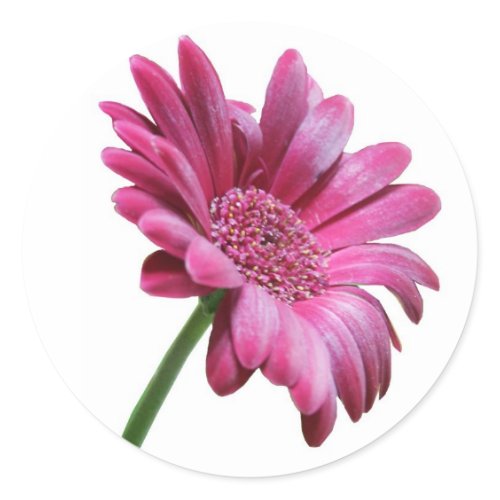 Gerbera Daisy Sticker