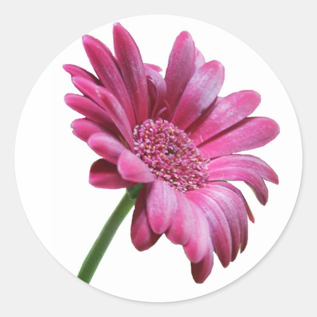 Gerbera Daisy Sticker (Front)