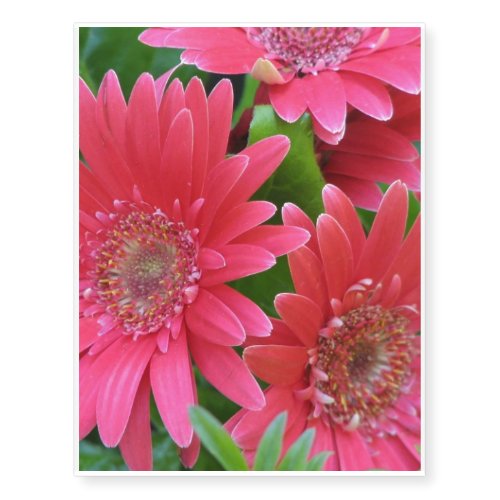 Gerbera Daisy Temporary Tattoos
