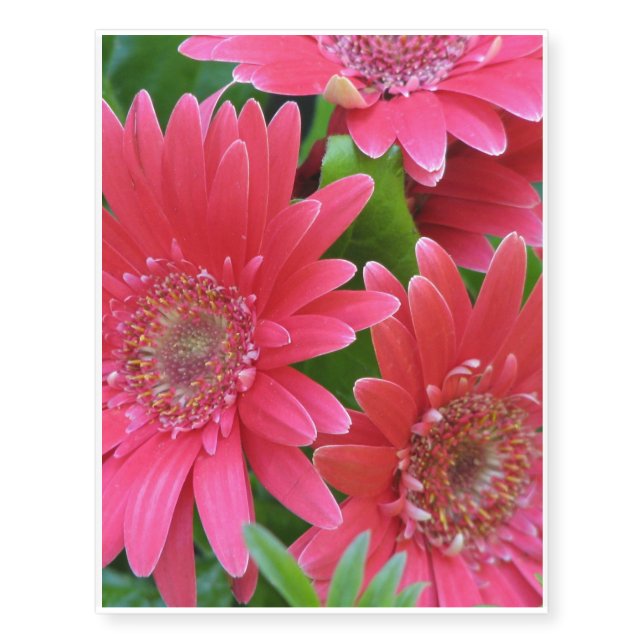 Gerbera Daisy Temporary Tattoos (Front)