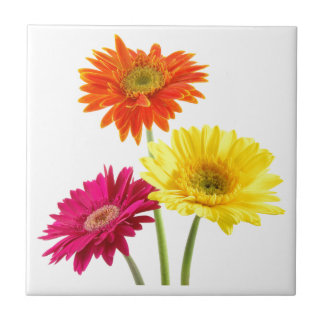 Gerbera Daisy Tile