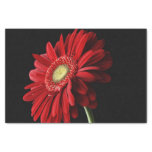 Gerbera Daisy Tissue Paper