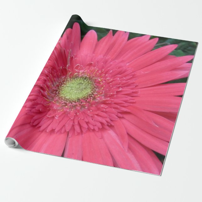 Gerbera Daisy Wrapping Paper (Unrolled)