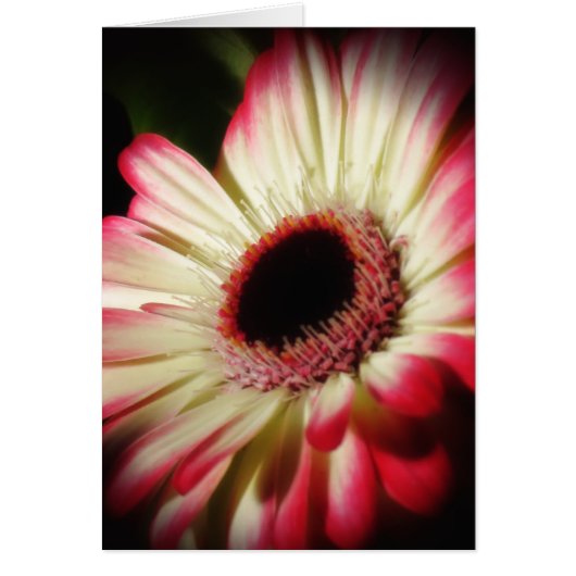 Gerbera Glow - Daisy Cards (Front)