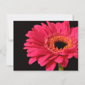 Gerbera in pink (Front)