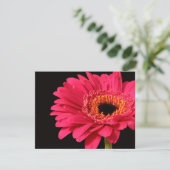 Gerbera in pink (Standing Front)