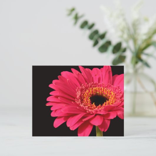 Gerbera in pink (Standing Front)