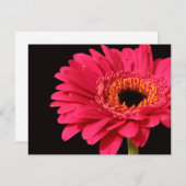 Gerbera in pink (Front/Back)