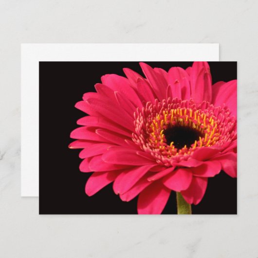Gerbera in pink (Front/Back)