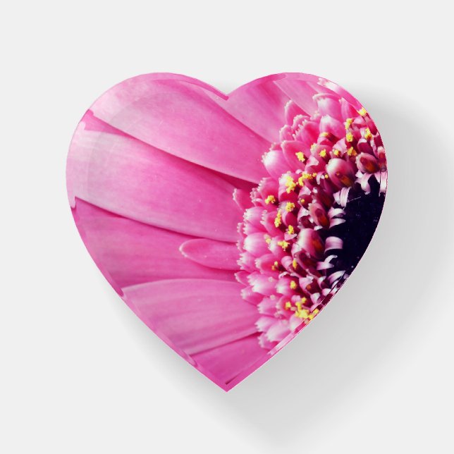 Gerbera in Pink Paperweight (Front)