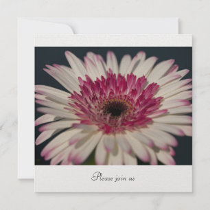 Gerbera Invitation