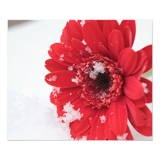 Gerbera Photo Print (Front)