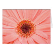 Gerbera Pink (Front Horizontal)