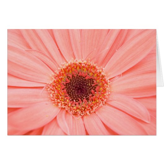 Gerbera Pink Cards (Front Horizontal)