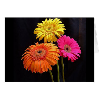 GERBERAS GALORE 2 CARDS