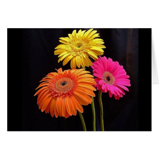 GERBERAS GALORE 2 CARDS (Front Horizontal)