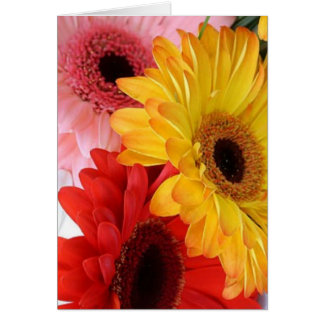 gerberas galore cards