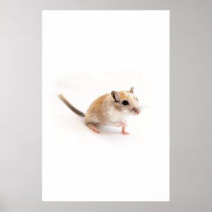 Gerbil Cute Baby Animal Pet Gerbils Template Poster