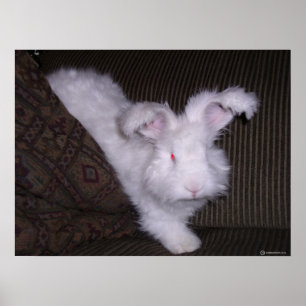 GERMAN ANGORA RABBIT POSTER
