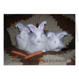 GERMAN ANGORA RABBITS CARDS