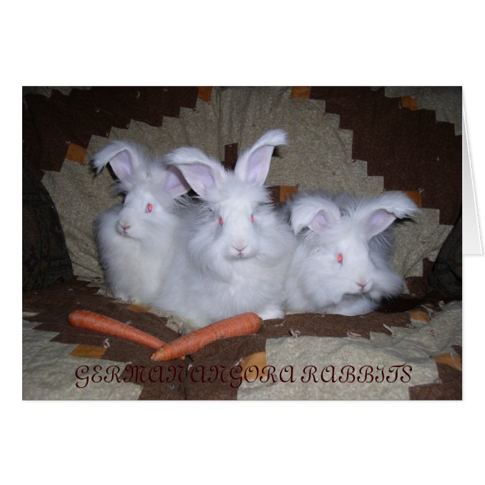 GERMAN ANGORA RABBITS GREETING CARD