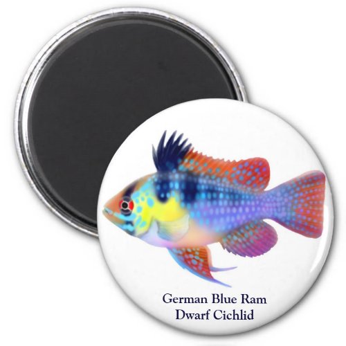 German Blue Ram Dwarf Cichlid Magnet