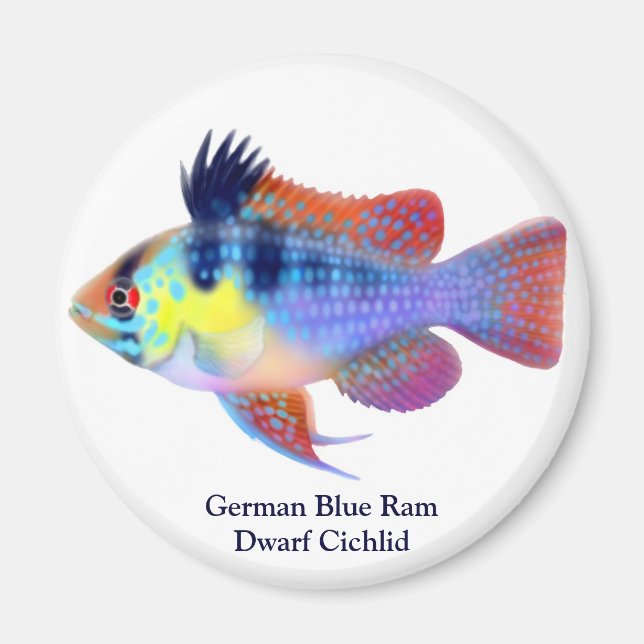 German Blue Ram Dwarf Cichlid Magnet (Front)