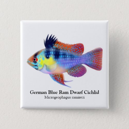 German Blue Ram Dwarf Cichlid Pin