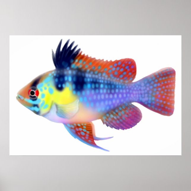 German Blue Ram Dwarf Cichlid Poster (Front)