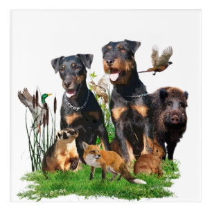 German Hunting Terrier (Jagdterrier)   Acrylic Print