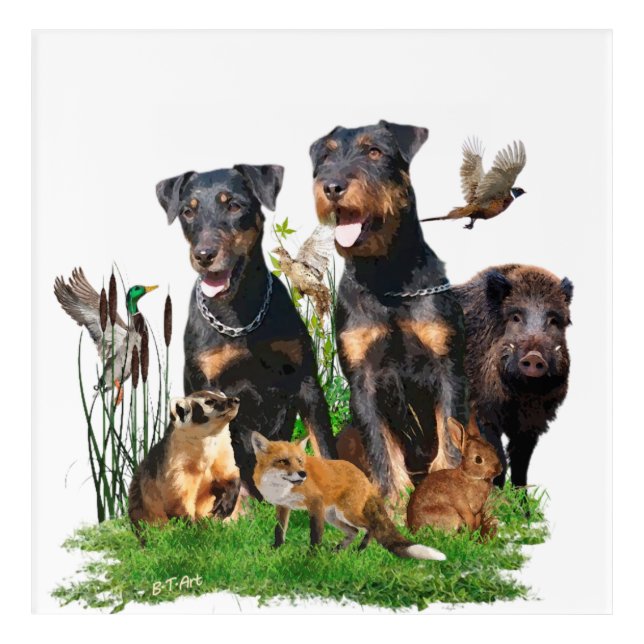 German Hunting Terrier (Jagdterrier)   Acrylic Print (Front)