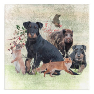 German Hunting Terrier (Jagdterrier) Acrylic Print