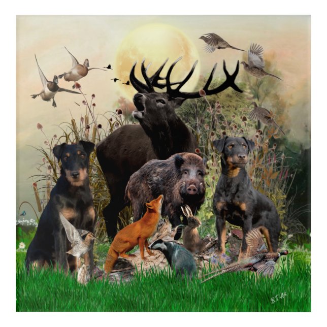 German Hunting Terrier (Jagdterrier)    Acrylic Print (Front)