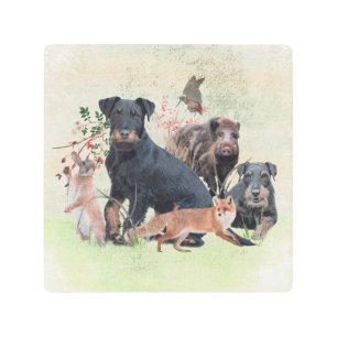 German Hunting Terrier (Jagdterrier)  Metal Print