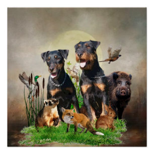 German Hunting Terrier (Jagdterrier) Poster
