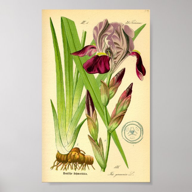 German Iris (Iris germanica) Poster (Front)