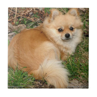 German Kleinspitz Dog Tile