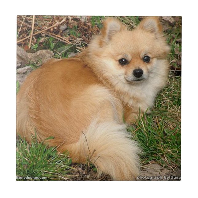 German Kleinspitz Dog Tile (Front)