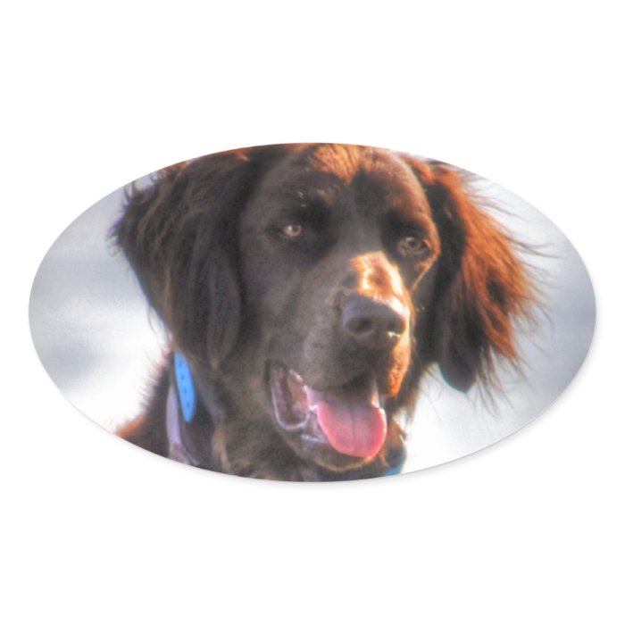 German Longhaired Pointer Dog HDR Photo Sticker