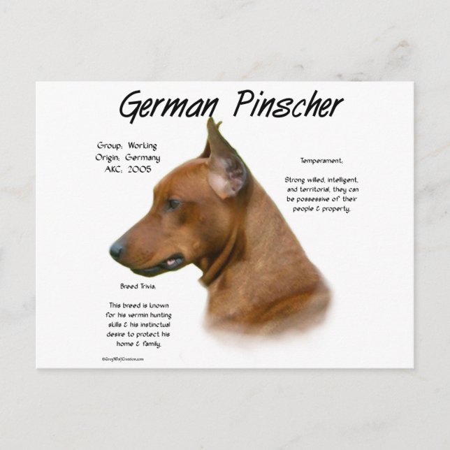 German Pinscher History Design Postcard (Front)