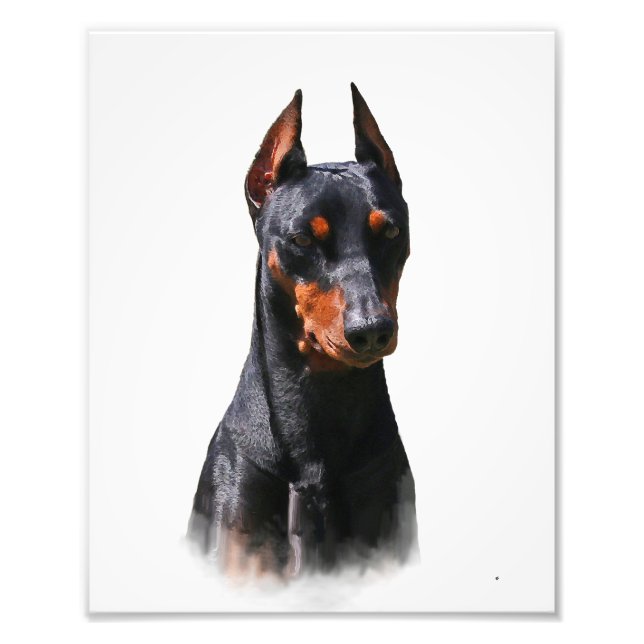 German Pinscher Photo Print (Front)
