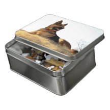 German Shepard / Alsatian