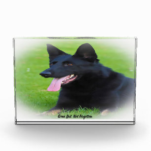 German Shepard Dog. Acrylic Award