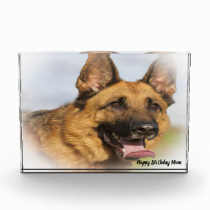 German Shepard Dog. Photo Block
